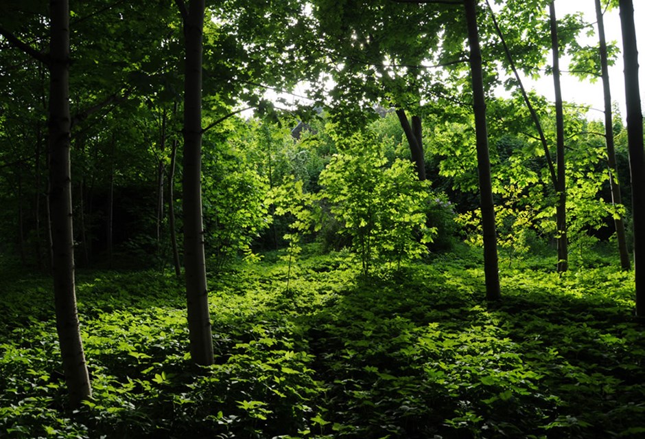 Species rich native woodland that improve landscapes connectivity is one of the preferred biodiversity strategies in Uttlesford.