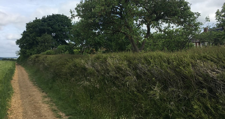 Hedgerows perform several key functions in public space in Uttlesford and must be conserved and managed where possible.