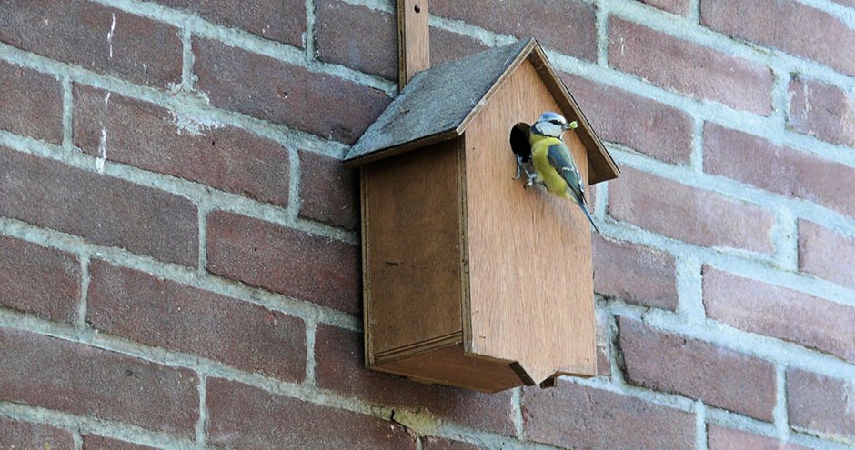 Bird boxes must be incorporated into at least every third home.