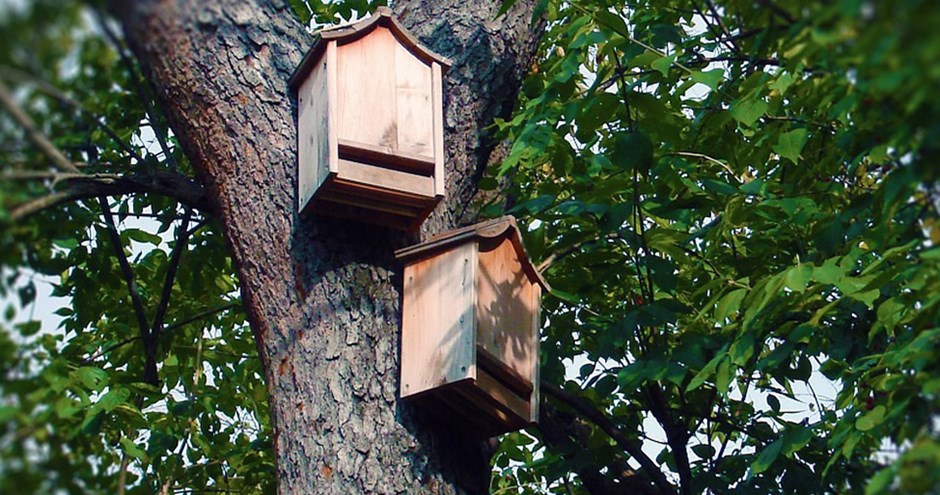 Bat boxes should placed on suitable landscape feature and/or integrated into the design of buildings.