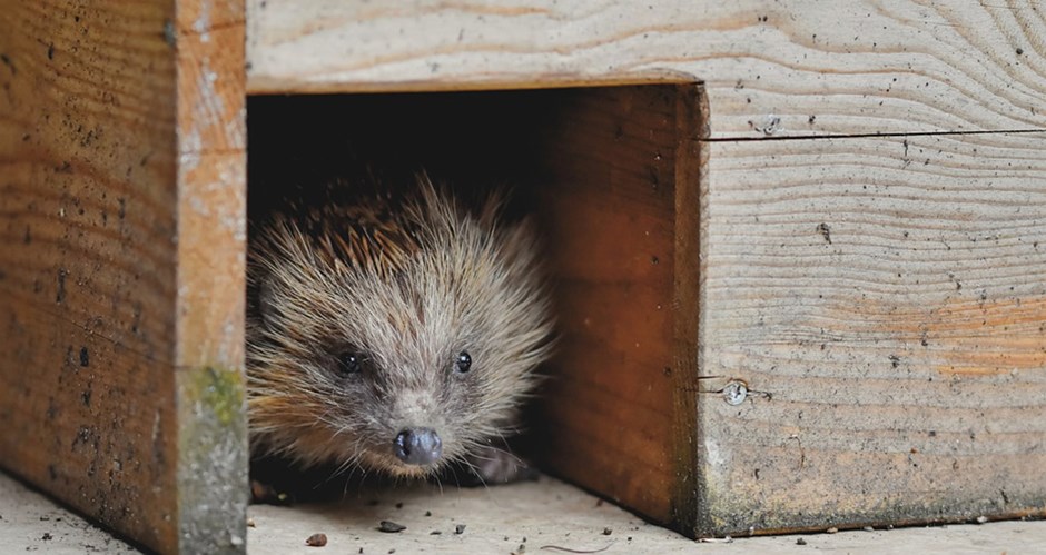 Hedgehogs must be able to move through a 15x15cm gap in residential gardens with fences, or walls.