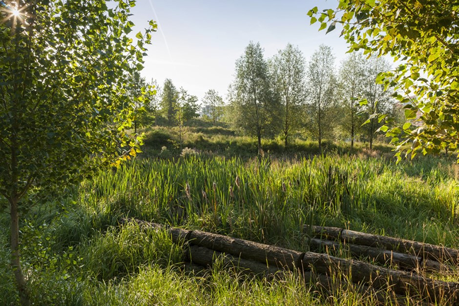 Riverside planting creates habitats for species to thrive whilst enhancing landscape character.
