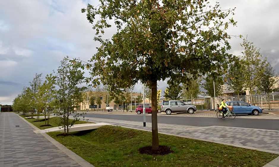 Precedent Image: planted swale and tree planting.