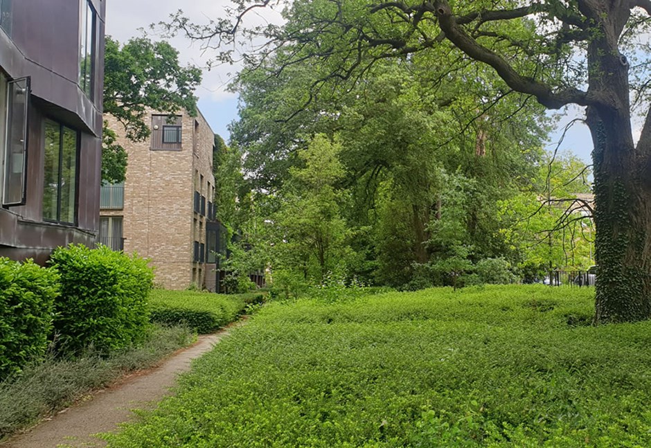 Large mature trees provide shading in Accordia, Cambridge, whilst native hardy plants ensure resilience all year-round.